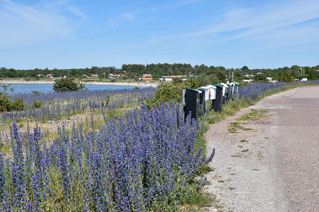 绿色在奥兰岛的瑞典乡村用信箱在路边铺设鲜花蓝草库尔曼波罗的海图片