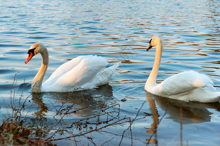 池塘里的两只天鹅湖上的野水鸟池塘里的两只天鹅反射白色的鸟类图片