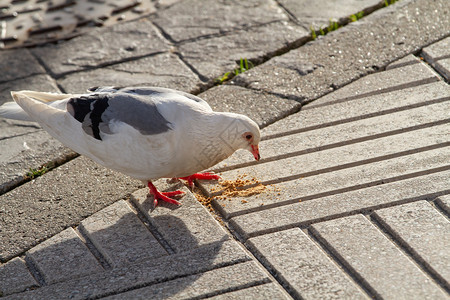 白鸽子在城市人行道上吃饼干铺路种子焦炭图片
