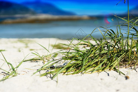 沙滩上的绿草背景高清沙滩上的绿草背景海滩部散图片