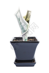 收益贷款用白背景上隔绝的美元制成金钱树植物图片