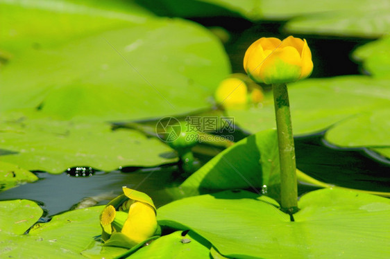 湖池塘中Nupharlutea黄花和Nupharlutea黄色花季节生动图片