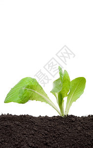 莴苣土壤中的生菜苗维素农场图片