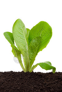 饮食修补土壤中的生菜苗培育图片