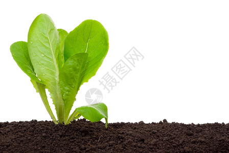 土壤中的生菜苗发芽收成蔬图片