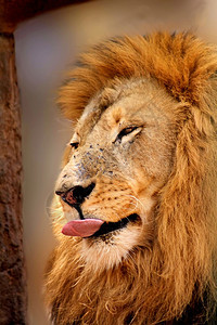 沉睡的狮子为美味之物舔嘴唇饥饿的做梦食物图片