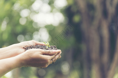 发芽地球日概念紧握住在绿本土和阳光照耀的壤上种植小物的年轻女子手幼苗自然背景图片