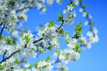 天空树叶蓝背景下的梅花树蓝天背景下的梅花树分支自然图片
