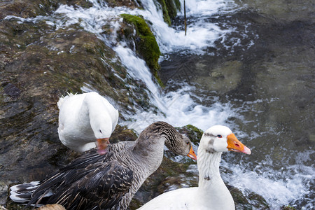 可爱的水一种瀑布旁有橙色喙的白和灰鸭子瀑布旁有橙色喙的白和灰鸭子图片