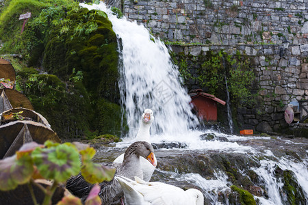 瀑布旁有橙色喙的白和灰鸭子瀑布旁有橙色喙的白和灰鸭子户外站立鸟图片
