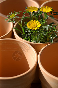 春初的Clay植物锅等待填满土壤和花朵萨姆纳斯生长阳光图片