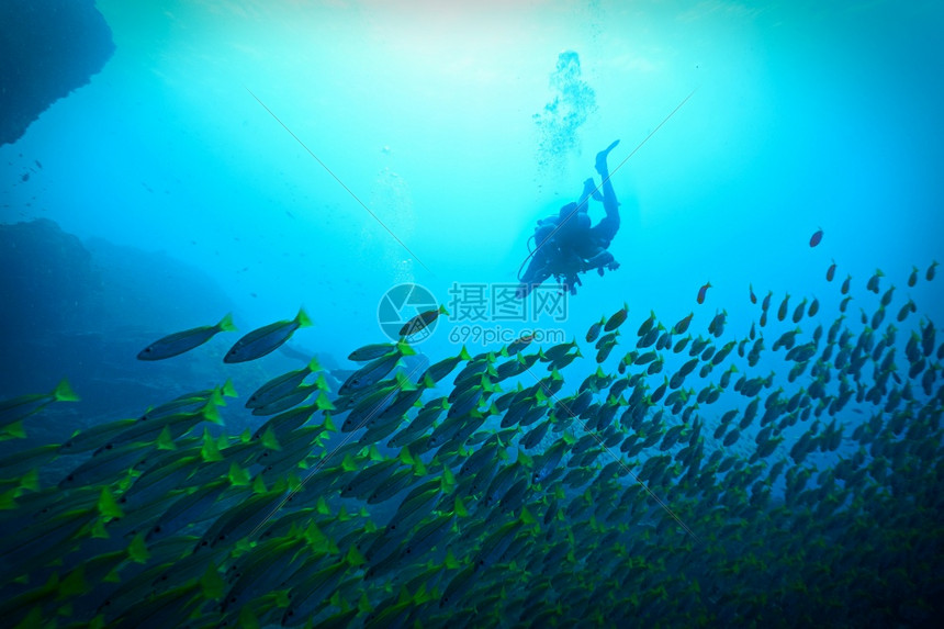 动物景观旅行大型鱼群和潜水员图片