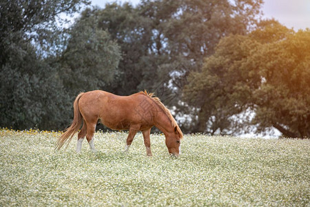 旅行骘自由的马在开花草地上带着鲜花一种图片