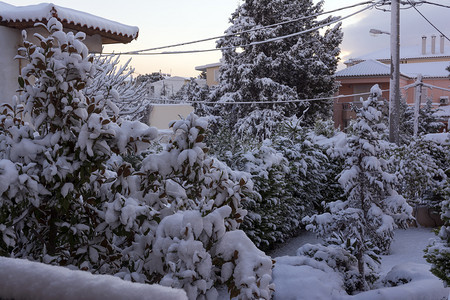 冬季院有雪树雅典希腊有雪树屋后院一月图片