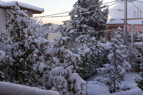 冬季院有雪树雅典希腊有雪树屋后院一月图片