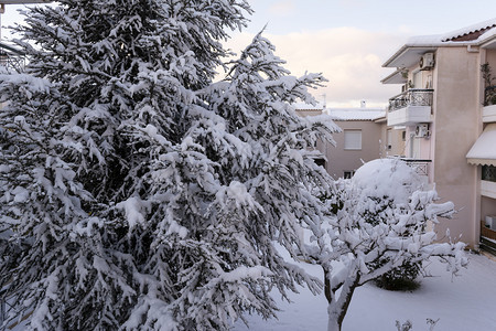 建筑物造后院冬季有雪树雅典希腊冬季院图片