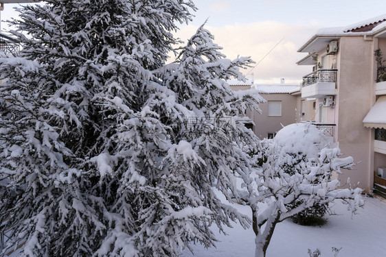 建筑物造后院冬季有雪树雅典希腊冬季院图片