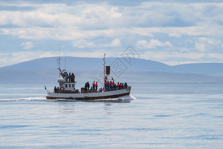动物小船载着前往观鲸帆磁铁图片