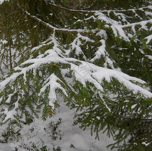 雪下的箭枝和落小雪冬季森林下的箭枝坠落圣诞节寒冷的图片