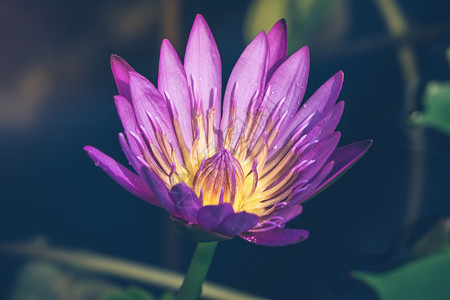和平开花紫莲的外观是佛教美丽象征是佛教美丽象征自然图片