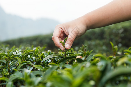 手摘茶叶图片