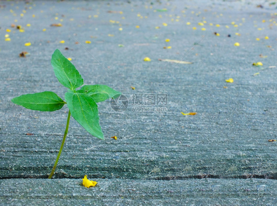 花园岩石在混凝土路边生长的小绿树植物图片