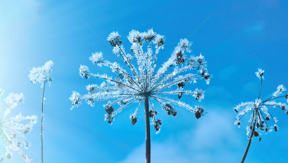 寒冷冬季风景的自然晶体冰冻冬月风景的奇特之处冷冻伍德夫天空图片