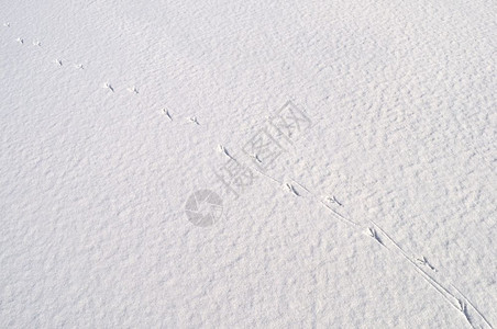 甚至空的接近雪地表背景有鸟类的足迹苍凉图片