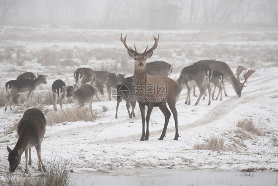水平的低关键图像在寒冷的冬日漫步一群落水鹿DamaDamadama群白色音调中雪钥匙图片