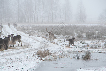 雪休耕钥匙低关键图像在寒冷的冬日漫步一群落水鹿DamaDamadama群白色音调中图片