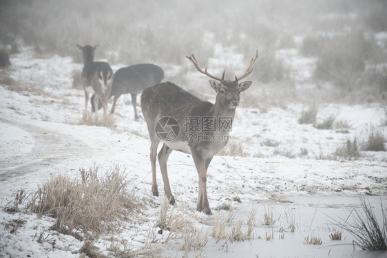 低关键图像在寒冷的冬日漫步一群落水鹿DamaDamadama群白色音调中蒙自然对比图片