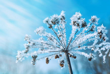 细节雪冬天寒冷季风景的自然晶体冰冻冬月风景的奇特之处图片