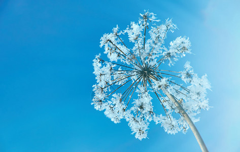 天空深的景观寒冷冬季风的自然晶体冰冻冬月风景的奇特之处图片