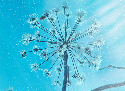 寒冷冬季风景的自然晶体冰冻冬月风景的奇特之处季节冷冻蓝色的图片