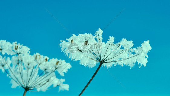 颜色寒冷冬季风景的自然晶体冰冻冬月风景的奇特之处季节美丽图片