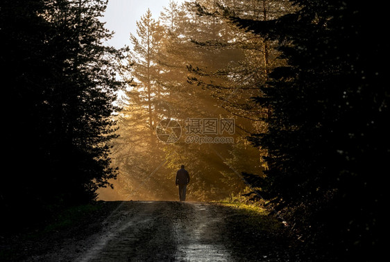 在森林中走迷雾道路上的孤单男人Silhouette抽象的早晨美丽图片