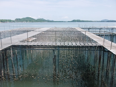 海洋中的牡蛎农场生海鲜开胃图片