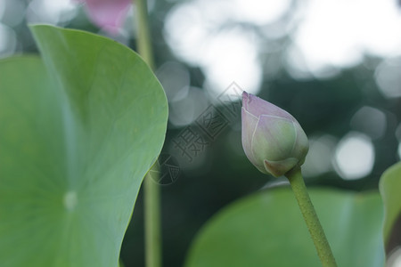 荷花花苞图片