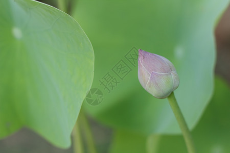 荷花花苞图片