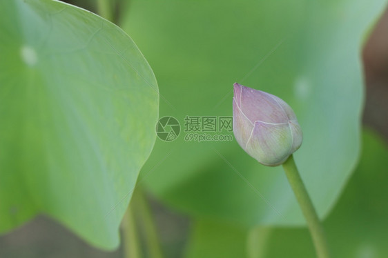 荷花花苞图片