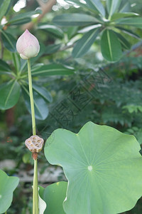 荷花花苞图片