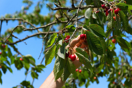 拣货员收成甜的在树上摘手樱桃图片