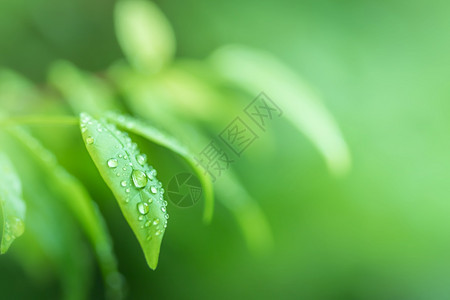 美丽的夏天将花园绿叶以模糊背景作为粘贴文字或符的背景图象使用作为粘贴文字或符的背景图像墙纸图片