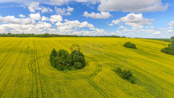 一望无际的油菜花田地图片