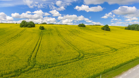 一望无际麦田_一望无际麦田图片大全_一望无际麦田背景图片