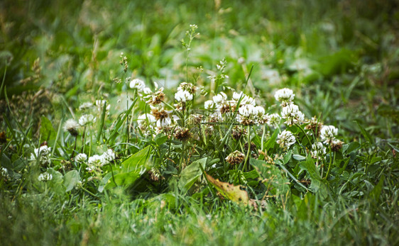 三叶草茯苓植物白色青绿草中花朵在厚的绿草丛中图片