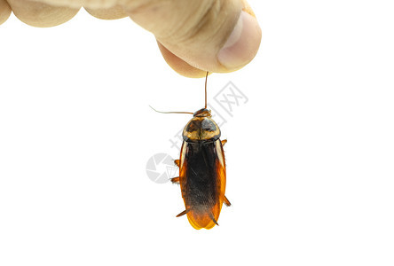 肮脏的屋手握着一只死蟑螂在孤立的白色背景动物图片