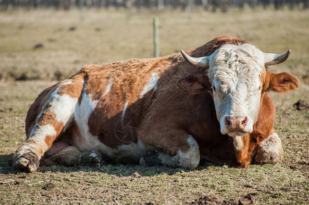 纳达林哺乳动物牛的肖像躺在草地上棕色的图片