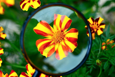放大镜下的红黄万寿菊patulananajollyjester花观照片环境植物背景
