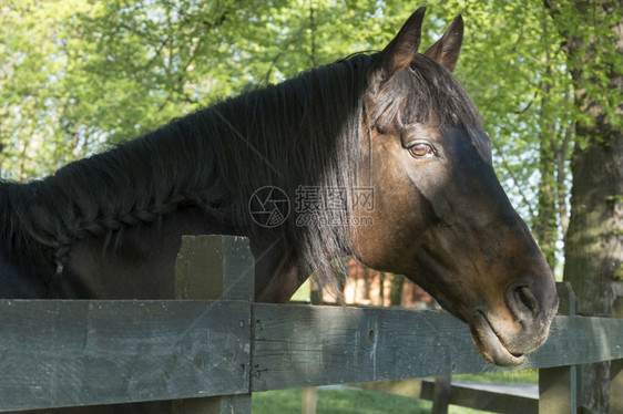 美丽的马肖像美丽眼睛在青春风景中的白天靠近栅栏哺乳动物乡村的马力图片